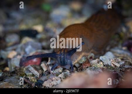 Diese große rote Schnecke (Arion rufus) gleitet auf dem Schotterweg in der Nähe des Waldes bei Lakenheath Fen, Suffolk Stockfoto