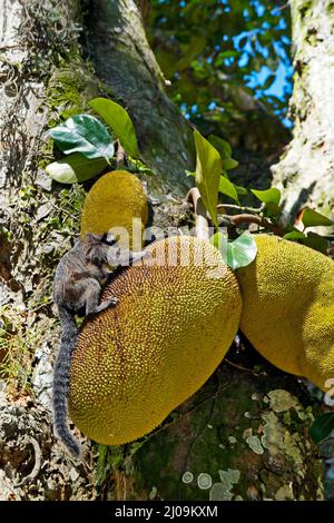 Gewöhnlicher Murmeltier (Callithrix jacchus), der eine Jackfrucht isst Stockfoto