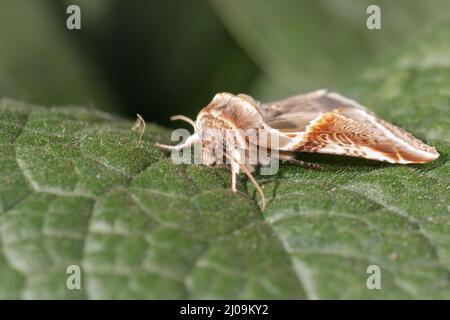 Auf den Flügeln der ruhenden Büffelbögen (Habrosyne pyritoides) zeigen sich Wirbel, die auf einem Blatt im Wandlebury Country Park in Cambridge sitzen Stockfoto