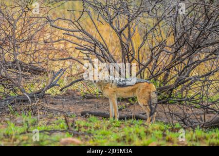 Eine isolierte Black backed jackal Canis Mesomelas in einem wilden Nature Reserve Südafrika Stockfoto