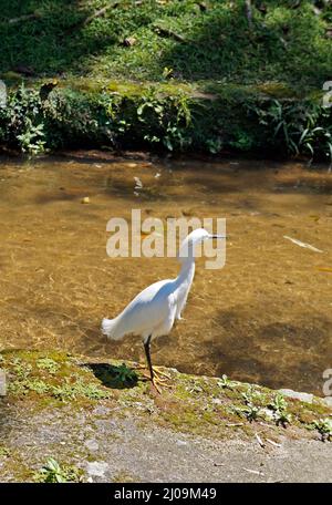 Schneegreiher (Egretta thula) in der Nähe eines Flusses Stockfoto