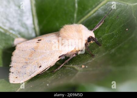 Das cremefarbene und schwarze Buff-Ermin (Spilosoma luteum) ruht in den Blättern im Wandlebury Country Park in Cambridgeshire Stockfoto