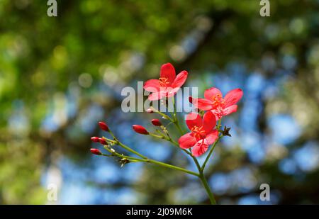 Würzige Jatropha-Blüten (Jatropha integerrima) im Garten Stockfoto