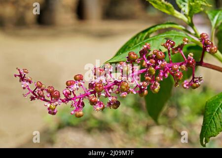 American pokeweed Blumen und Früchte (Phytolacca americana) Stockfoto