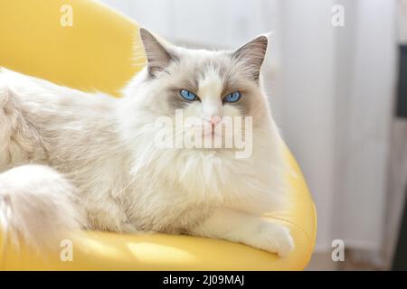Mürrische weiße Katze mit blauen Augen auf einem gelben Stuhl. Reinrassige blaue zweifarbige Ragdoll, junge Hündin. Stockfoto
