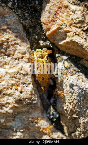 Kleine stachellose Bienen (Tetragonisca angustula) bewachen den Nesteingang Stockfoto