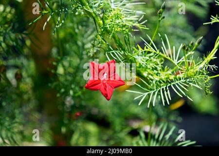 Zypressen-Rebe, Zypressen-Morgens-Glorie oder Kardinal-Kriechgang (Ipomoea quamoclit) Stockfoto