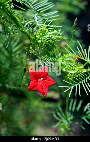 Zypressen-Rebe, Zypressen-Morgens-Glorie oder Kardinal-Kriechgang (Ipomoea quamoclit) Stockfoto