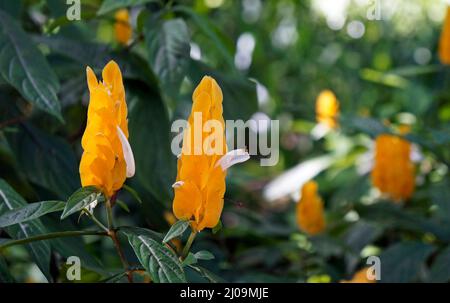 Goldene Garnelenblüte (Pachystachys lutea) Stockfoto