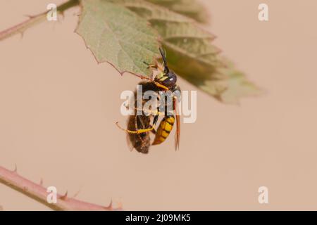 Der Bienenwolf in Minsmere ruht auf einem Blatt, während er seine Bienenbeute zurück in den Bau trägt Stockfoto