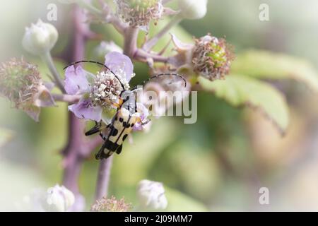 Der schwarz-gelbe lange Hornkäfer (Rutpela maculata) klettert durch die Brambleblumen in einem Suffolk-Naturschutzgebiet bei Minsmere Stockfoto