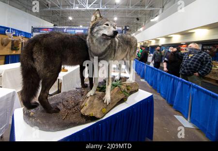 Mississauga, Kanada. 17. März 2022. Während der Toronto Sportsmen's Show 2022 in Mississauga, dem Großraum Toronto, Kanada, am 17. März 2022, werden Tierexemplare betrachtet. Als größte Veranstaltung für Outdoor-Enthusiasten in Ontario findet hier vom 17. Bis 20. März die Toronto Sportsmen's Show 2022 statt. Quelle: Zou Zheng/Xinhua/Alamy Live News Stockfoto