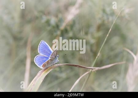 Männlicher blauer Schmetterling (Polyommatus icarus) sitzt auf einem Grasstamm, der seine leuchtend blauen Flügel bei Bempton Cliffs, Yorkshire, zeigt Stockfoto