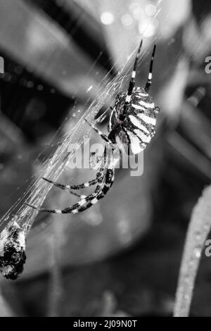 Schwarz-weißes Bild einer taubedeckten Wespenspinne (Argiope bruennichi), die in ihrem Netz im Grasland von Lakenheath Fen, Suffolk, auf Beute wartet Stockfoto