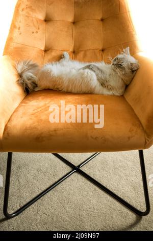 Ragdoll Katze liegt auf dem Sessel Stockfoto