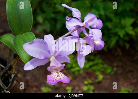 Orchideen im Gewächshaus, Rio, Brasilien Stockfoto