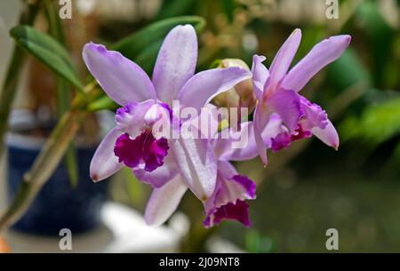 Orchideen im Gewächshaus, Rio, Brasilien Stockfoto