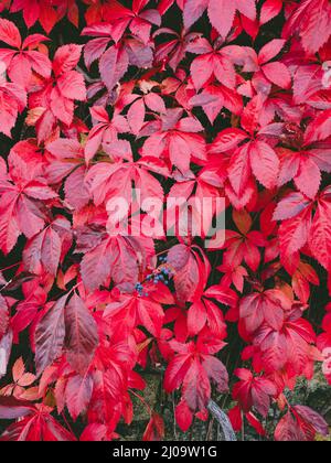 Hintergrundstruktur von leuchtend roten Virginia Creeper (Traubenholzsole) im Herbst Stockfoto