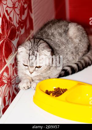 Schottische Falte graue Katze neben einer Schüssel mit Futter, schöne reinrassige Hauskatzen, Katze essen, Katze im Haus Stockfoto