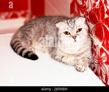 Schottische Faltenkatze liegend, schöne reinrassige Hauskatzen, Katze im Haus, Katze im Badezimmer Stockfoto