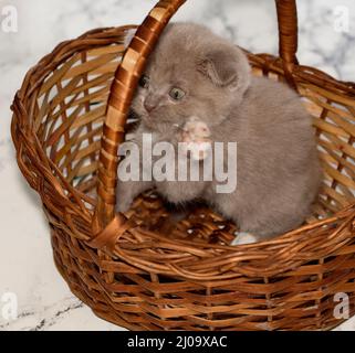 Nahaufnahme verspielte kleine schottische Kätzchen, die in einem Weidenkorb sitzen, schöne reinrassige Kätzchen, Kätzchen im Haus, Haustiere, Stockfoto