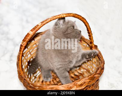 Kleine schottische blau graue Kätzchen, die aus einem Korb gucken, schöne reinrassige Kätzchen, Kätzchen im Haus, Haustiere, Stockfoto