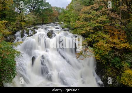 Swallow Falls (Rhaeadr Ewynnol) Nach Schwerem Regen Stockfoto