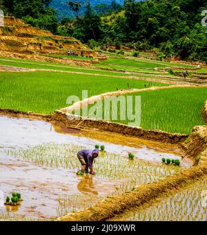 Farm Land in Central Highlands Reisanbau im Tal mit Terrassierung. Ein Landwirt pflanzt Reis auf einem schlammigen Feld. Stockfoto