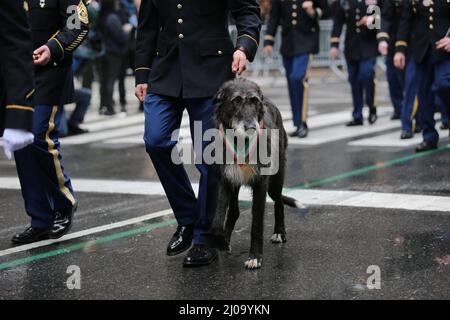 NEW YORK, NEW YORK - 17. März 2022: Ein irischer Wolfhound nimmt an der St. Patrick's Day Parade am 17. März 2022 in New York Teil. (Foto: Gordon Donovan) Stockfoto
