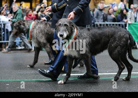 NEW YORK, NEW YORK - 17. März 2022: Ein irischer Wolfhound nimmt an der St. Patrick's Day Parade am 17. März 2022 in New York Teil. (Foto: Gordon Donovan) Stockfoto