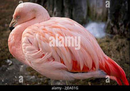 Chilenische Flamingos Calgary Zoo Alberta Stockfoto