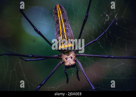 Nahaufnahme einer riesigen Webspinne der Goldenen Kugel (Nephila pilipes) auf dem Netz Stockfoto