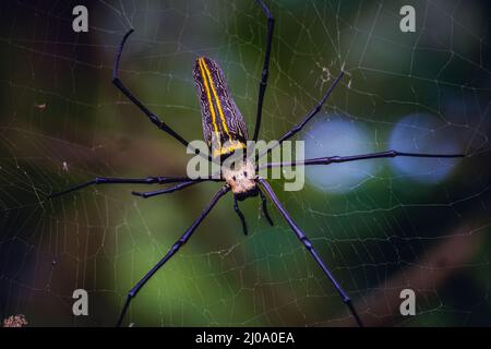 Landschaft einer riesigen Golden Orb Web Spinne (Nephila pilipes) auf dem Netz Stockfoto