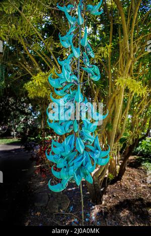 Diese Jade-Weinblume, Strongylodon macrobotrys, stammt ursprünglich aus den Philippinen und wurde auf Maui, Hawaii, USA, fotografiert. Sie werden auch als bezeichnet Stockfoto