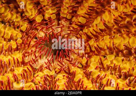 Ein genauer Blick auf die Unterseite des Dornenkrone-Seestern, Acanthaster planci, der sich von lebenden Korallen ernährt und von sehr scharfen Stacheln bedeckt ist, Hawa Stockfoto