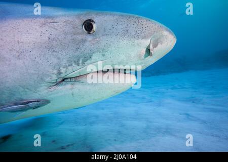 Ein naher Blick auf den Kopf eines Tigers Hai, Galeocerdo cuvier, unter Wasser in den Bahamas, Karibik, Atlantik. Stockfoto