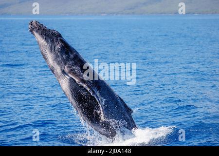Dieser brechende Buckelwal, Megaptera novaeangliae, ist ein Kalb, das in der Saison 2022 vor Maui, Hawaii, geboren wurde. Stockfoto
