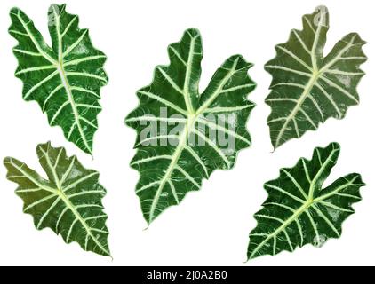 Alocasia Amazonica, besser bekannt als die Alocasia Polly Pflanze Stockfoto
