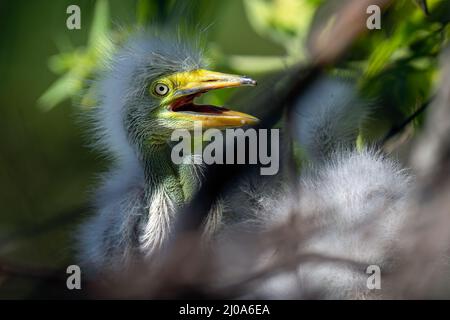 Orlando, Florida, USA. 15. März 2019. Ein kürzlich geschlüpfter Reiher-Vogel, der in einem Nest in der Vogelgripperei Gatorland in Kissimmee, Florida, gesehen wurde. Gatorland ist als Alligator-Hauptstadt der Welt bekannt und verfügt über eine 10 Hektar große natürliche Vogelkolonie. (Bild: © Ronen Tivony/SOPA Images via ZUMA Press Wire) Stockfoto