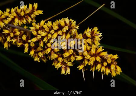 Mattenrauschen sind als Gartenpflanzen populär geworden, aber Sie sollten vorsichtig sein mit diesem spiny headed Mat Rush (Lomandra Longifolia) mit großen Stacheln. Stockfoto