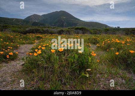 Hügel mit goldenen Mohnblumen in voller Blüte. Wunderschöne kalifornische Landschaft mit grünen Bergen und bewölktem Himmel im Hintergrund Stockfoto