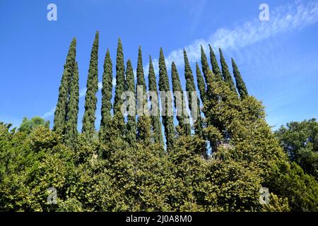 Santa Clarita, California, USA 17. March 2022 Italienische Zypresse im Eternal Valley Memorial Park am 17. März 2022 in Santa Clarita, Kalifornien, USA. Foto von Barry King/Alamy Stockfoto Stockfoto