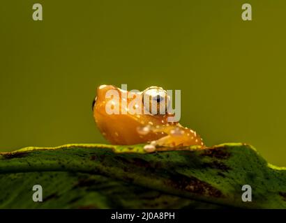 Ein Zimtbaumfrosch (Nyctixalus pictus), auf einem grünen Blatt ruhend, fotografiert vor einem schlichten grünen Hintergrund Stockfoto