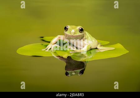 Ein Weisser Baumfrosch, (Ranoidea caerulea), auf einem Lilienkissen in einem Teich (mit Reflexion) Stockfoto