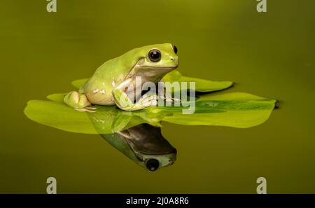 Ein Weisser Baumfrosch, (Ranoidea caerulea), auf einem Lilienkissen in einem Teich (mit Reflexion) Stockfoto