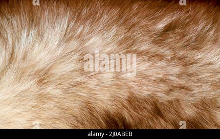 Flauschige Haarstruktur einer Hirschhaut Stockfoto