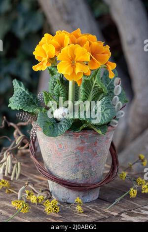 Orangefarbene Primrose im Vintage-Terrakottatopf im Garten Stockfoto