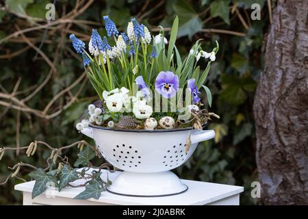 viola blüht, Traubenhyazinthen und Schneeglöckchen im Vintage-Sieb im Garten Stockfoto