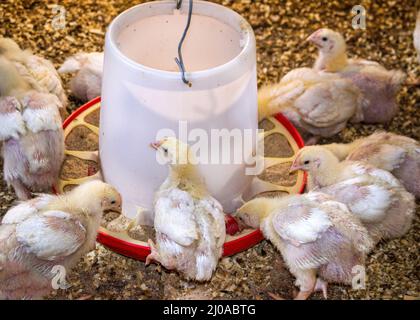 Junge Masthühner in einer Scheune im Dorf. Stockfoto