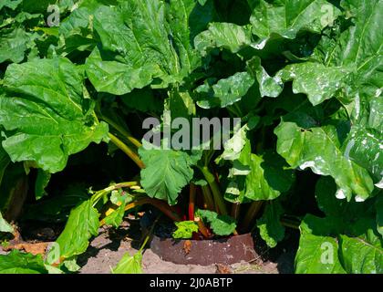 Großer schöner grüner Rhabarberbusch im Garten. Stockfoto